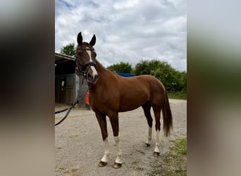 Oldenbourg, Jument, 5 Ans, 167 cm, Alezan