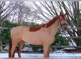 Oldenbourg, Jument, 5 Ans, 167 cm, Alezan