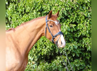 Oldenbourg, Jument, 5 Ans, 167 cm, Alezan