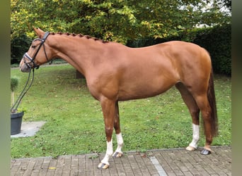 Oldenbourg, Jument, 5 Ans, 167 cm, Alezan