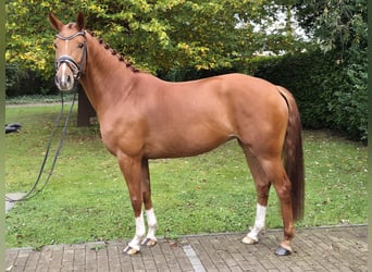 Oldenbourg, Jument, 5 Ans, 167 cm, Alezan