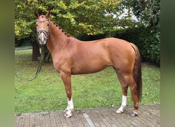 Oldenbourg, Jument, 5 Ans, 167 cm, Alezan