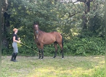 Oldenbourg, Jument, 5 Ans, 167 cm, Bai brun