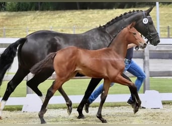 Oldenbourg, Jument, 5 Ans, 167 cm, Bai brun