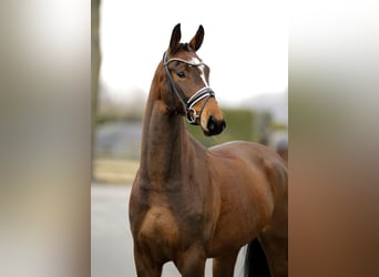 Oldenbourg, Jument, 5 Ans, 167 cm, Bai brun