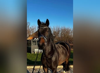 Oldenbourg, Jument, 5 Ans, 167 cm, Bai brun