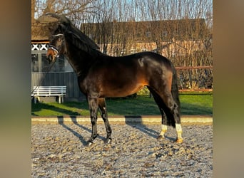 Oldenbourg, Jument, 5 Ans, 167 cm, Bai brun