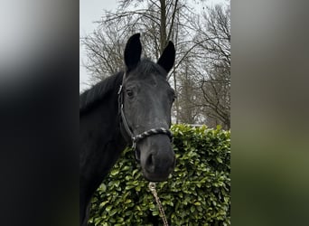 Oldenbourg, Jument, 5 Ans, 167 cm, Bai brun foncé