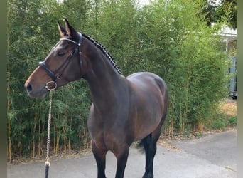 Oldenbourg, Jument, 5 Ans, 167 cm, Bai brun foncé