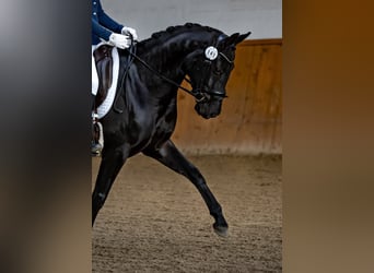 Oldenbourg, Jument, 5 Ans, 167 cm, Bai brun foncé