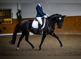 Oldenbourg, Jument, 5 Ans, 167 cm, Bai brun foncé