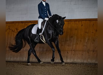 Oldenbourg, Jument, 5 Ans, 167 cm, Bai brun foncé