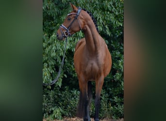 Oldenbourg, Jument, 5 Ans, 167 cm, Bai