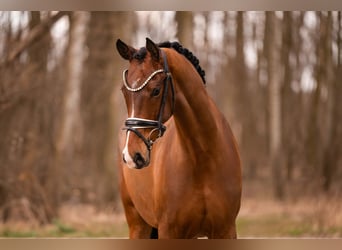 Oldenbourg, Jument, 5 Ans, 167 cm, Bai