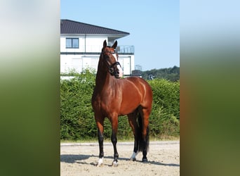 Oldenbourg, Jument, 5 Ans, 167 cm, Bai