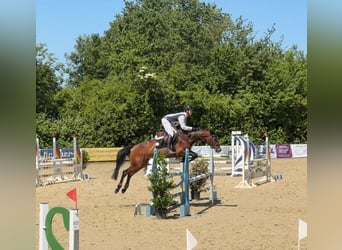 Oldenbourg, Jument, 5 Ans, 167 cm, Bai