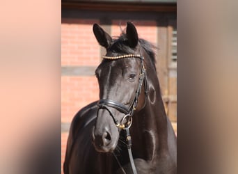 Oldenbourg, Jument, 5 Ans, 167 cm, Noir