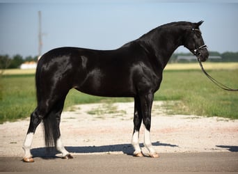 Oldenbourg, Jument, 5 Ans, 167 cm, Noir