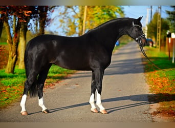 Oldenbourg, Jument, 5 Ans, 167 cm, Noir