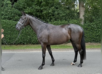 Oldenbourg, Jument, 5 Ans, 167 cm, Noir