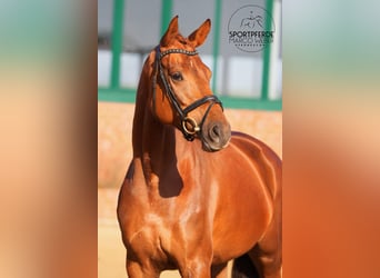 Oldenbourg, Jument, 5 Ans, 168 cm, Alezan brûlé