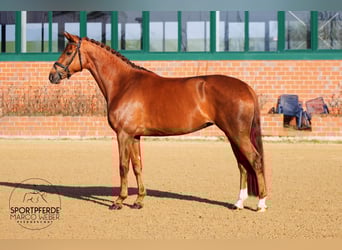 Oldenbourg, Jument, 5 Ans, 168 cm, Alezan brûlé