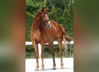 Oldenbourg, Jument, 5 Ans, 168 cm, Alezan