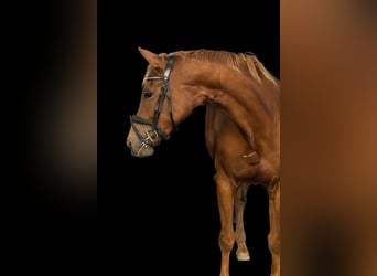 Oldenbourg, Jument, 5 Ans, 168 cm, Alezan