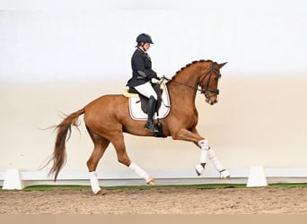 Oldenbourg, Jument, 5 Ans, 168 cm, Alezan