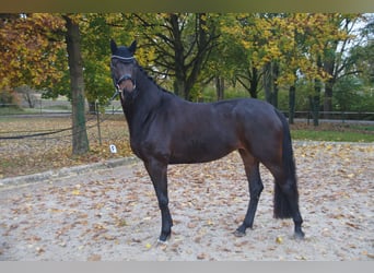 Oldenbourg, Jument, 5 Ans, 168 cm, Bai brun