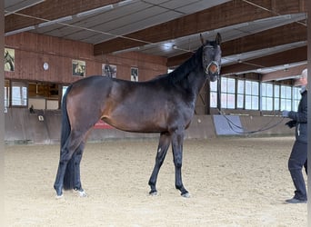 Oldenbourg, Jument, 5 Ans, 168 cm, Bai brun