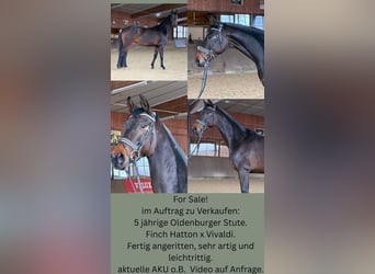 Oldenbourg, Jument, 5 Ans, 168 cm, Bai brun