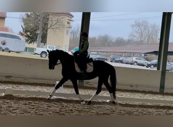 Oldenbourg, Jument, 5 Ans, 168 cm, Bai brun foncé