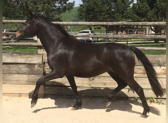 Oldenbourg, Jument, 5 Ans, 168 cm, Bai brun foncé