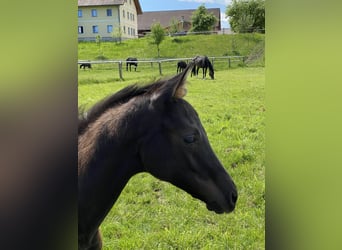 Oldenbourg, Jument, 5 Ans, 168 cm, Bai brun foncé