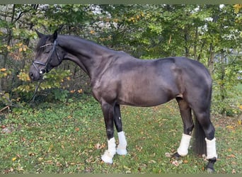 Oldenbourg, Jument, 5 Ans, 168 cm, Bai brun foncé