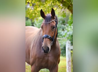 Oldenbourg, Jument, 5 Ans, 168 cm, Bai