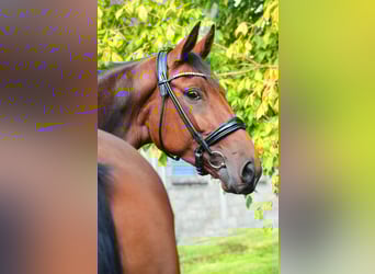 Oldenbourg, Jument, 5 Ans, 168 cm, Bai