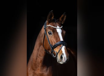 Oldenbourg, Jument, 5 Ans, 168 cm, Bai