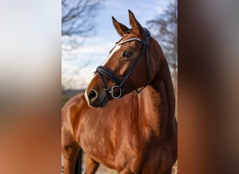 Oldenbourg, Jument, 5 Ans, 168 cm, Bai