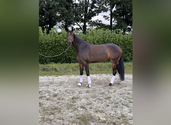 Oldenbourg, Jument, 5 Ans, 168 cm, Bai