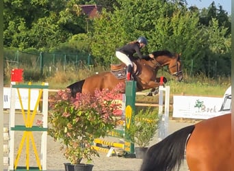 Oldenbourg, Jument, 5 Ans, 168 cm, Bai