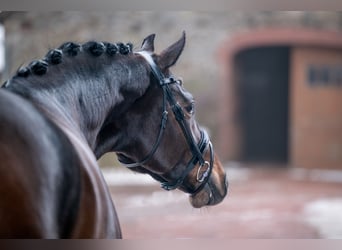 Oldenbourg, Jument, 5 Ans, 168 cm