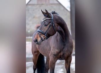 Oldenbourg, Jument, 5 Ans, 168 cm