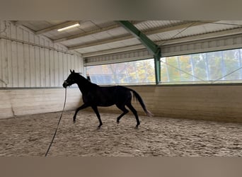 Oldenbourg, Jument, 5 Ans, 168 cm, Noir