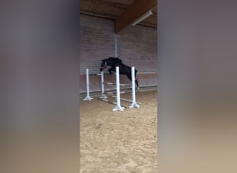 Oldenbourg, Jument, 5 Ans, 168 cm, Noir