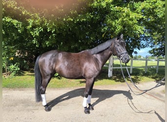 Oldenbourg, Jument, 5 Ans, 168 cm, Noir