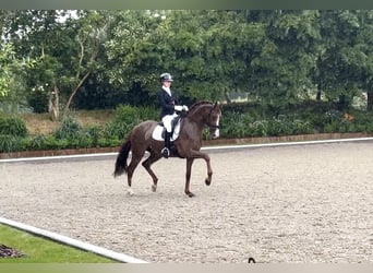 Oldenbourg, Jument, 5 Ans, 169 cm, Alezan