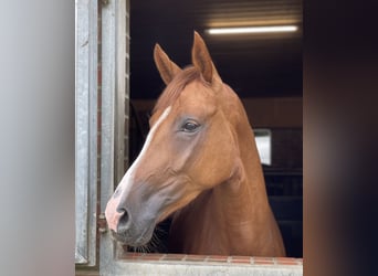 Oldenbourg, Jument, 5 Ans, 169 cm, Alezan