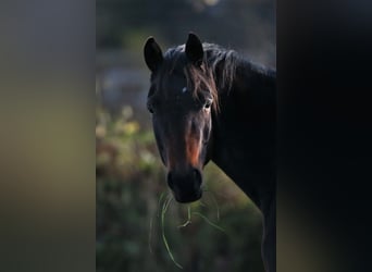 Oldenbourg, Jument, 5 Ans, 169 cm, Bai brun